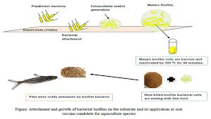 ‘বায়োফ্লিম’ মৎস্য চাষে নব দিগন্তের সূচনা করবে