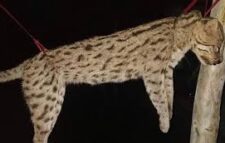 মেছো বাঘকে পিটিয়ে হত্যা