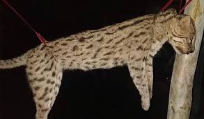 মেছো বাঘকে পিটিয়ে হত্যা