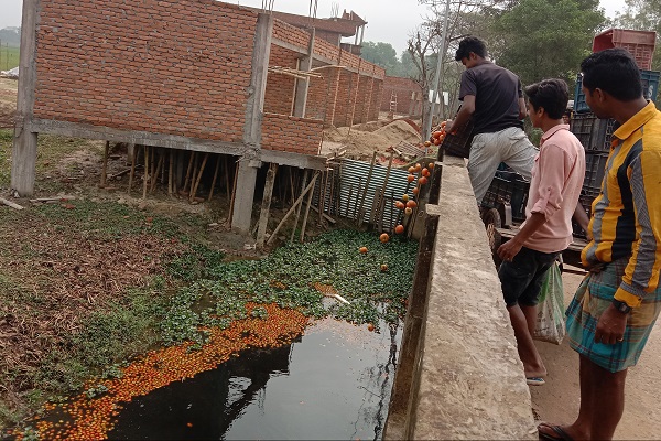ন্যায্য দাম না পেয়ে টমেটো ফেলে দিচ্ছেন কৃষকরা
