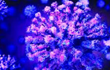 দেশে করোনাভাইরাসের সংক্রমণ ঊর্ধ্বমুখী