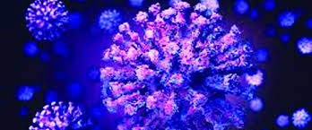 দেশে করোনাভাইরাসের সংক্রমণ ঊর্ধ্বমুখী