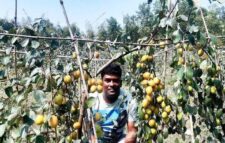 কাশ্মীরি কুলে কৃষকের ভাগ্যবদল