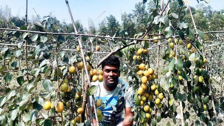 কাশ্মীরি কুলে কৃষকের ভাগ্যবদল