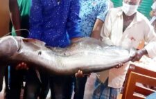 জেলেদের জালে ধরা পড়ল ২২ কেজির বোয়াল