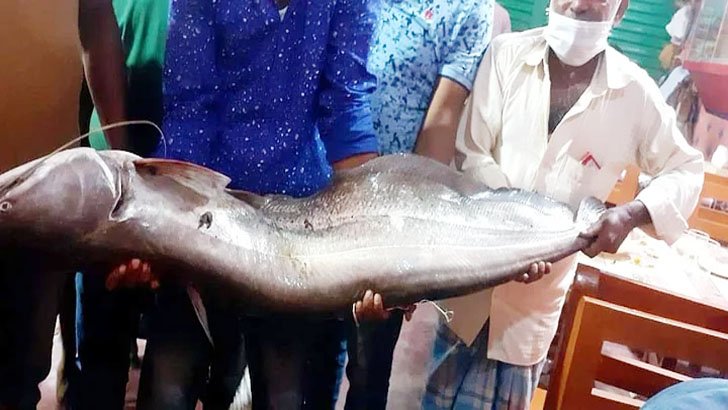 জেলেদের জালে ধরা পড়ল ২২ কেজির বোয়াল
