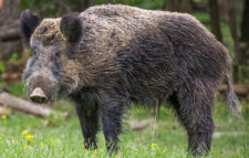 বন্য শূকরের কামড়ে নারীর মৃত্যু