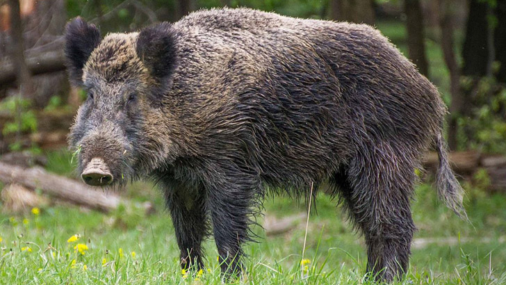 বন্য শূকরের কামড়ে নারীর মৃত্যু