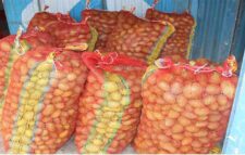 গুটি আমের কেজি মাত্র ২ টাকা