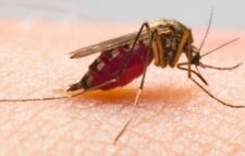 মশার যন্ত্রণায় অতিষ্ঠ সিলেটের নগরবাসী