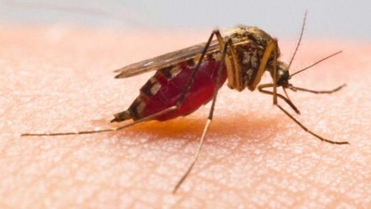 মশার যন্ত্রণায় অতিষ্ঠ সিলেটের নগরবাসী