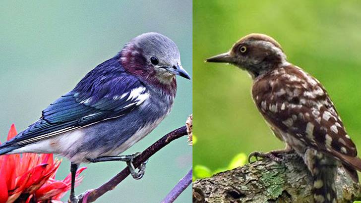 নতুন দুটি পাখি বাংলাদেশের