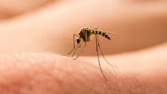 ডেঙ্গুতে মৃত্যু ৭০০ ছাড়াল