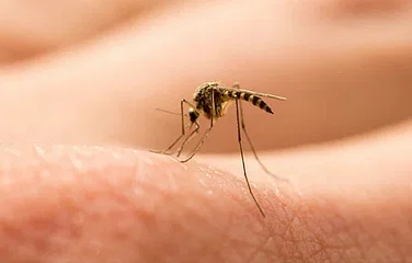 ডেঙ্গুতে মৃত্যু ৭০০ ছাড়াল