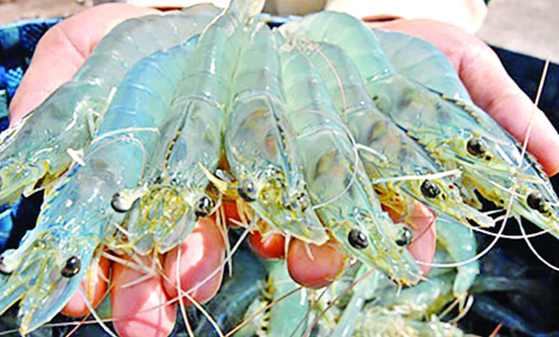 চিংড়ি রপ্তানির নতুন বাজার পেয়ে জেগেছে আশা