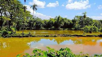 মাছ চাষে স্বপ্ন বুনছেন বেকার যুবকরা