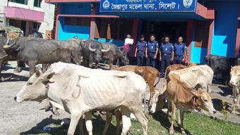জৈন্তাপুরে ভারতীয় গরু-মহিষ ও চিনি জব্দ, আটক ৪