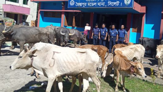 জৈন্তাপুরে ভারতীয় গরু-মহিষ ও চিনি জব্দ, আটক ৪