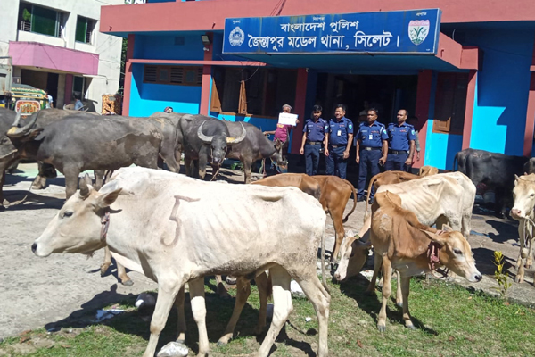 জৈন্তাপুরে ভারতীয় গরু-মহিষ ও চিনি জব্দ, আটক ৪