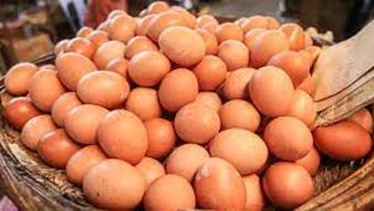 ৪ কোটি ডিম ভারত থেকে আসছে