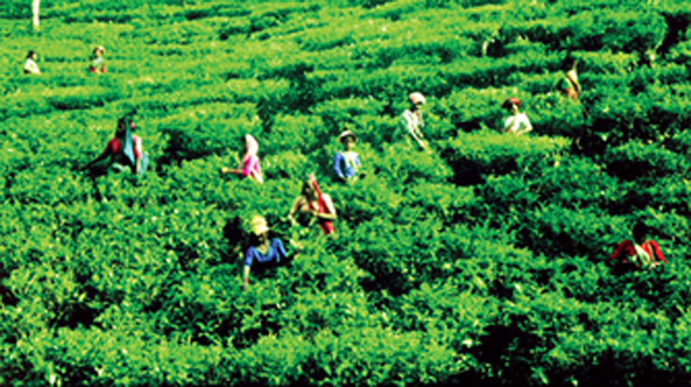 লেক থেকে চা শ্রমিকের লা শ উদ্ধার