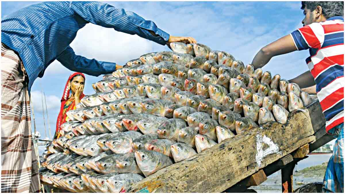 দুর্গাপূজায় বাংলাদেশের কাছে ৫ হাজার টন ইলিশ চায় ভারত