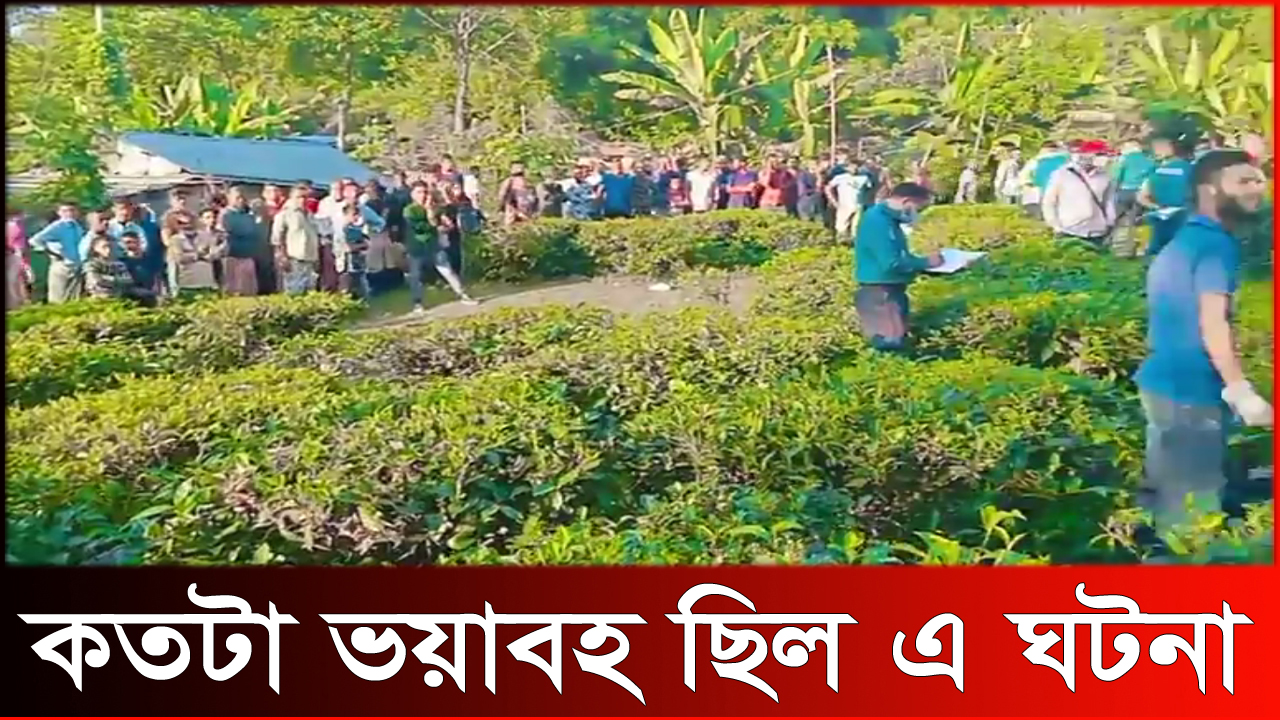 সিলেটের চা বাগানে মিললো হাত কা টা লা শ