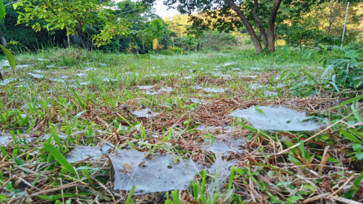 হেমন্তের সকালে প্রানবন্ত শাবি, প্রাতভ্রমণে বৈচিত্র