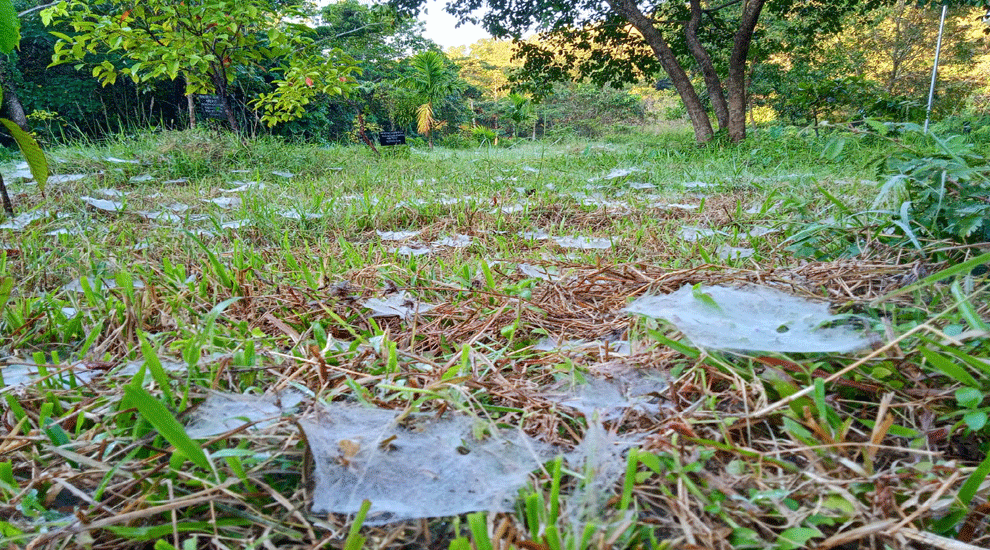হেমন্তের সকালে প্রানবন্ত শাবি, প্রাতভ্রমণে বৈচিত্র