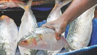 ভারতে ইলিশ যাচ্ছে গত ৬ বছরে সর্বোচ্চ!