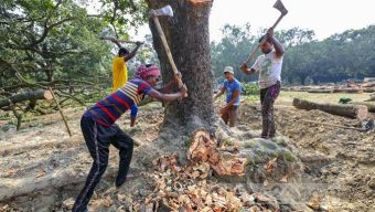 অনুমতি ছাড়া গাছ কাটা যাবে না বলে হাইকোর্টের রায়