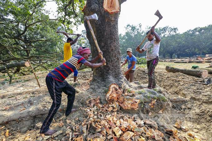 অনুমতি ছাড়া গাছ কাটা যাবে না বলে হাইকোর্টের রায়