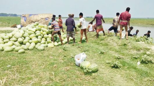 চাষিদের তরমুজ লুটে নিলেন বিএনপি নেতাকর্মীরা!