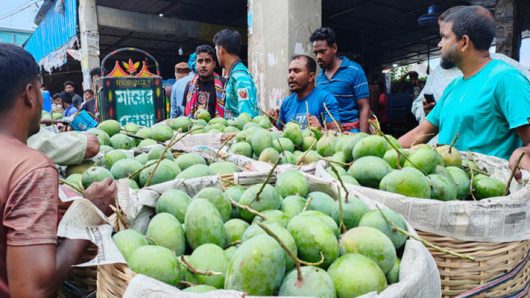 সাতক্ষীরায় আম সংগ্রহ ও বাজারজাত কার্যক্রম উদ্বোধন