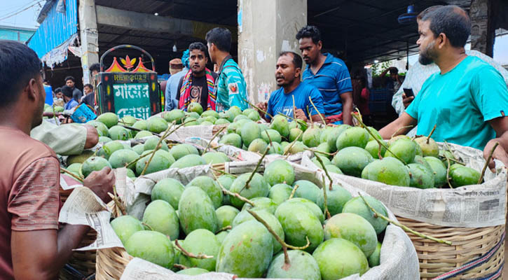সাতক্ষীরায় আম সংগ্রহ ও বাজারজাত কার্যক্রম উদ্বোধন