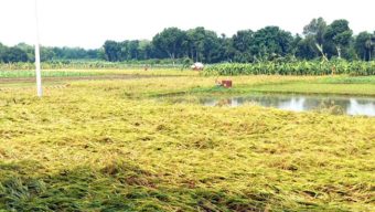 কালবৈশাখী ঝড়ের তাণ্ডবে ক্ষতিগ্রস্থ কৃষকরা