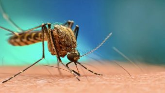 নতুন করে ডেঙ্গুতে আক্রান্ত আরও ২৮৮ জন