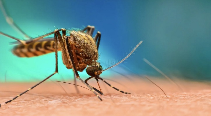 নতুন করে ডেঙ্গুতে আক্রান্ত আরও ২৮৮ জন