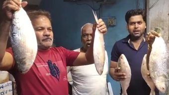 পদ্মার ইলিশ ভারতে, দাম আকাশছোঁয়া