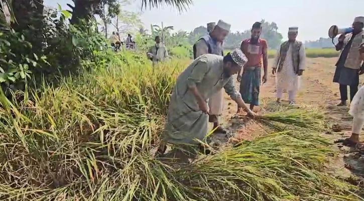 ধান কেটে দিয়ে ভোট চাইলেন আমির হামজা